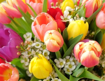 Colorful-flowers-000087781667_Full.jpg