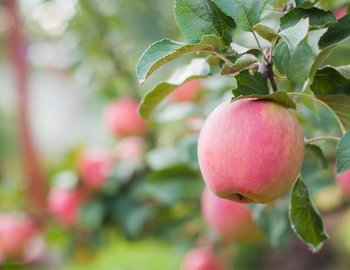 Fruit cultivation