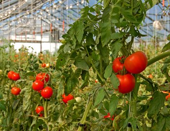 greenhouse crops